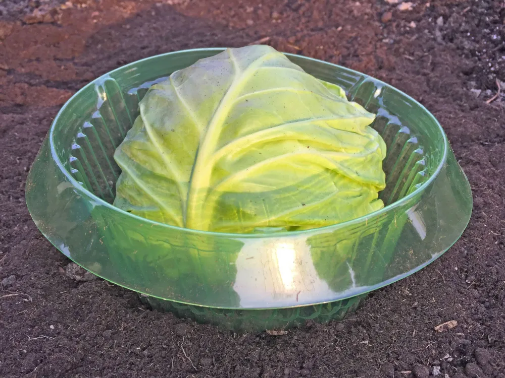 Schneckenschutzring 5er Ø20 H12cn