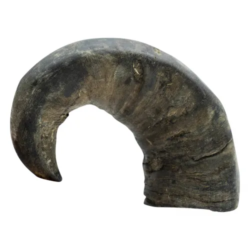 Büffelhorngröße M Mindestgewicht: 230g 230g