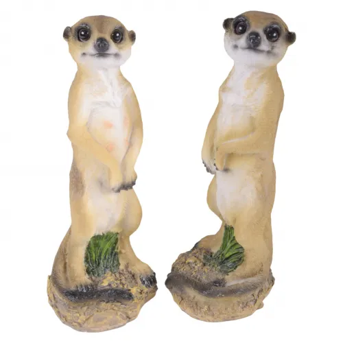 Erdmännchen TED & SAM