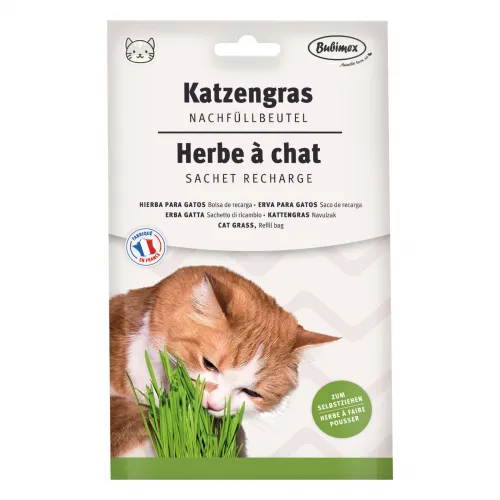 Katzengras Nachfüllbeutel 100g